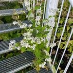 Ageratina altissima Hábitos