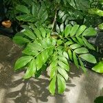 Calliandra haematocephala Blad