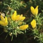 Ulex europaeus Лист