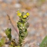 Linaria arenaria Kvet