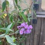 Buddleja japonicaFlor