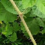 Rubus caesius Kéreg/szár