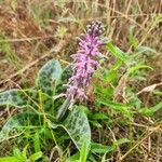 Ledebouria revoluta Цвят