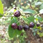 Aronia arbutifolia Fruit