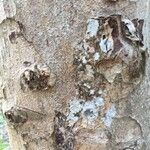 Aglaia elaeagnoidea Rhisgl