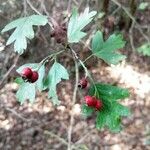 Crataegus monogynaമറ്റ്