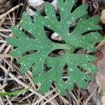 Ranunculus paludosus Leaf