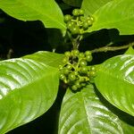 Psychotria racemosa Deilen