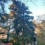 Picea pungens عادت داشتن