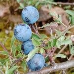 Prunus spinosa Fruit