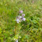 Halenia ellipticaFlower