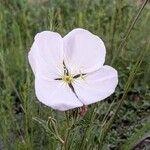 Oenothera tetraptera Flor