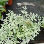 Artemisia stelleriana 葉