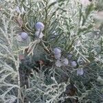 Juniperus virginiana Fruchs