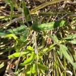 Vigna frutescens Leaf