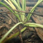 Isoetes setacea Likasa