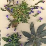 Echium bonnetii Прочее