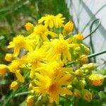 Senecio hydrophilus (Flower)