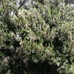 Leptospermum lanigerum Pokrój