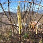 Corylus avellanaFruit