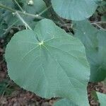 Abutilon grandifolium Folha