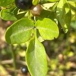 Jasminum fruticans Hoja