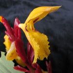 Cautleya spicata Costuma