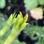 Nicotiana alata फूल