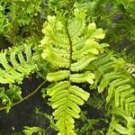 Dryopteris affinis (Lowe) Fraser-Jenk.Ліст