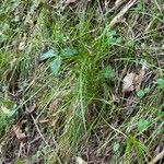 Carex alba Habit