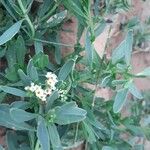 Heliotropium curassavicum Blodyn