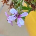 Pelargonium quercifolium Blomst
