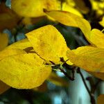 Amelanchier laevis Leaf