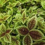 Pilea involucrata Ліст