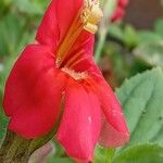 Mimulus cardinalis Flor