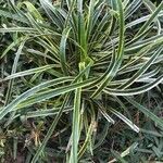 Carex morrowii Hostoa