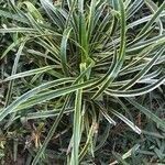 Carex morrowii पत्ता