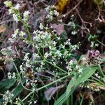 Galium mollugo Blüte