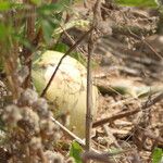 Lagenaria siceraria Fruit