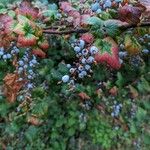 Ribes sanguineumMeyve