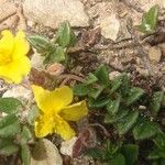 Helianthemum marifolium Fiore