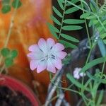 Eudianthe coeli-rosa Flower