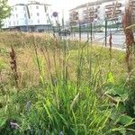Phleum pratense 整株植物