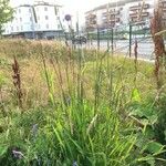 Phleum pratense Habit