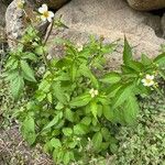 Bidens alba Habitus