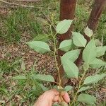 Eucalyptus robusta Blatt