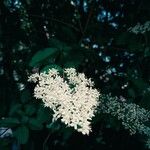 Ligustrum vulgareFlower