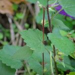 Campanula trachelium Leaf