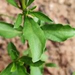Dyschoriste linearis Hoja