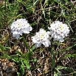 Iberis carnosa Flor